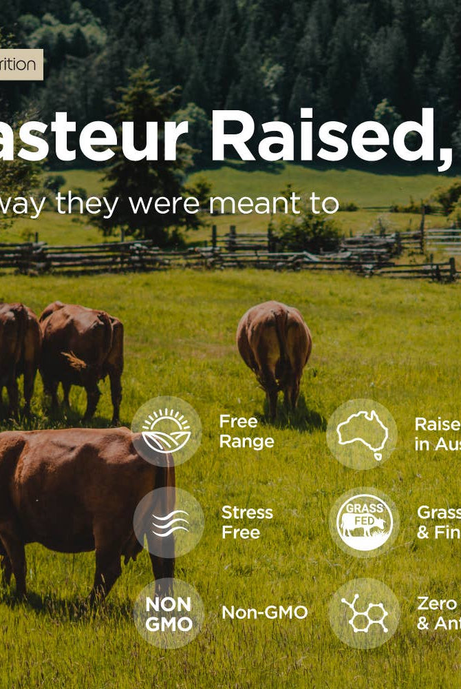 Cattle grazing in a pasture with icons highlighting features of Rise Nutrition Grass Fed Beef Liver Capsules like non-GMO, grass-fed, and hormone-free.